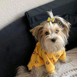 Maci mintás Kutyapulóver
